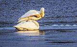 Two Swans On Ice_DSCF5846